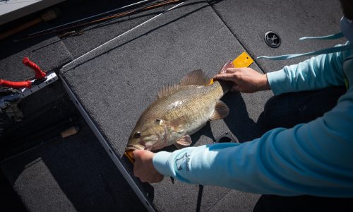 Conservation of Smallmouth Bass: Ensuring a Future for America’s Favorite Riverine Fish