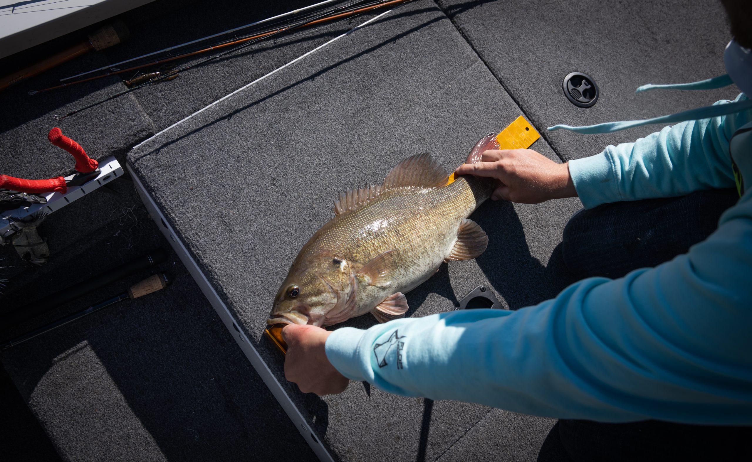 Conservation of Smallmouth Bass: Ensuring a Future for America’s Favorite Riverine Fish